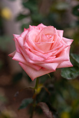 Close up pink rose in garden.