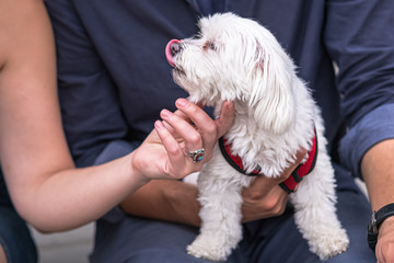 White puppy on lap looking for love