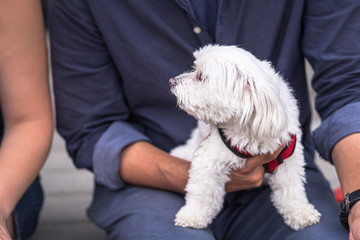 White puppy on lap looking for love