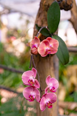 Naklejka na ściany i meble Beautiful pink orchid in garden.