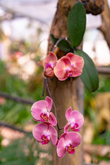 Obraz premium Beautiful pink orchid in garden.