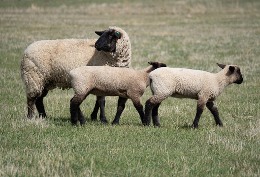 Ewe and Her Two Lambs in Grassy Field
