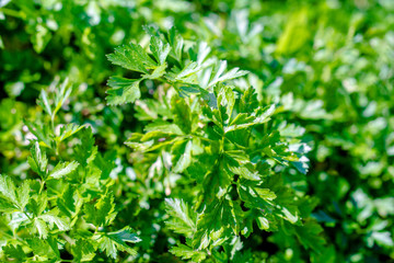 Fototapeta na wymiar Green parsley grows in the garden in summer