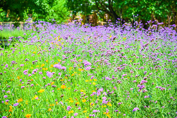Verbena bonariensis purple in the park