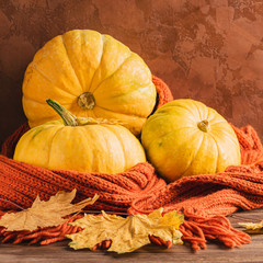 Large natural fresh pumpkins and knitted cozy scarf wooden background. Autumn concept still life. Natural rustic style.