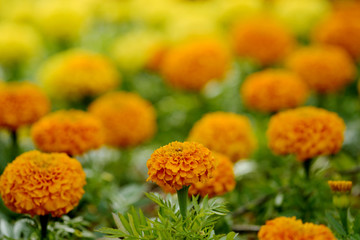 This is an African marigold from the international flower exhibition in South Korea. The yellow and orange African marigold harmonize beautifully.