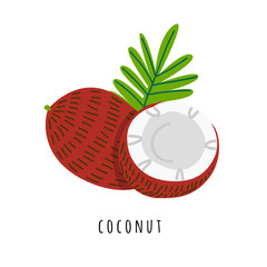 Coconut fruit flat vector illustration