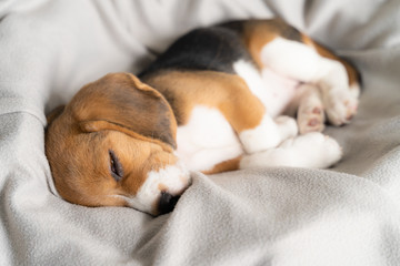 Cute beagle puppy is lying on a gray cloth with the morning sun.