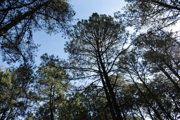 arboles en el bosque
