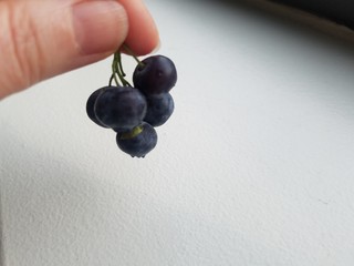 holding a spring of blueberries
