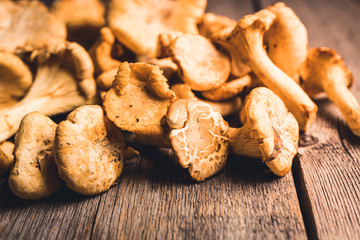 Wild chanterelles mushrooms on the rustic wooden background. Selective focus. Shallow depth of field.