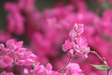 flowers of tree in spring