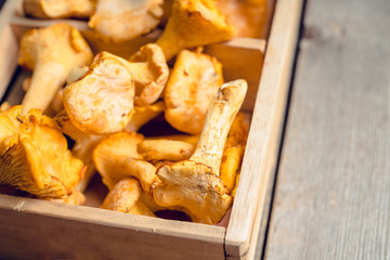 Wild chanterelles mushrooms on the rustic wooden background. Selective focus. Shallow depth of field.
