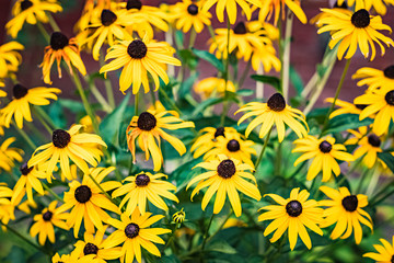 Field of black-eyed susans in front of a brick wall