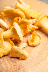 Wild chanterelles mushrooms on the rustic wooden background. Selective focus. Shallow depth of field.