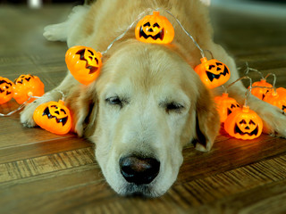 Golden retriever dog lay down with halloween pumpkin lights