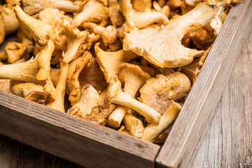 Wild chanterelles mushrooms on the rustic wooden background. Selective focus. Shallow depth of field.