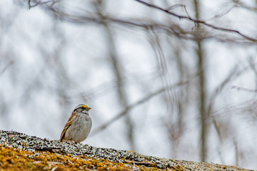 White-throated Sparrow landscape mode