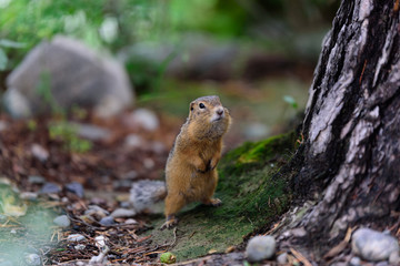 Gopher on green moss