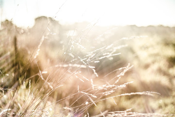 grass in the wheat field summer sun is shining