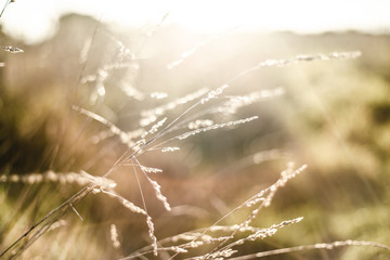 grass in the wheat field summer sun is shining