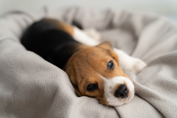 Cute beagle puppy is lying on a gray cloth with the morning sun.