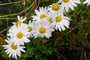 white chamomile perennial in the forest