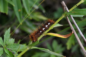 brown caterpillar on green grass