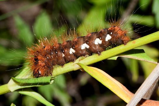 brown caterpillar on green grass