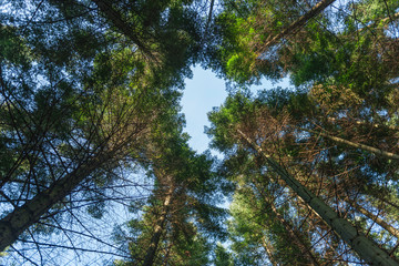 View straight upwards in the treetops with hole