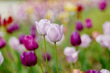 Obraz premium All but the two white tulips in front of us have blurred the background. And its is smooth, there is a dreamy atmosphere.