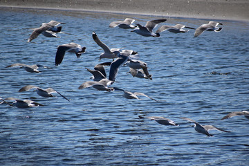 河口を飛ぶカモメの群れ