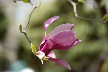 The purple magnolia is beautifully bloomed and shows off its burly appearance.