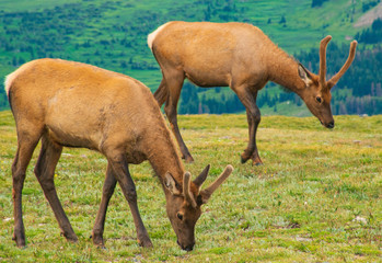 Fototapeta na wymiar A Pair of Elk Grazing