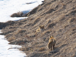 キタキツネの出会い