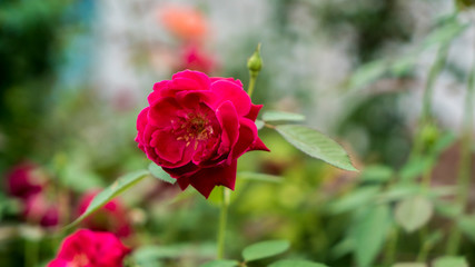  Rose Flower