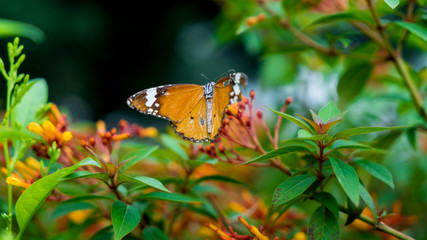 The Beautiful Butterfly