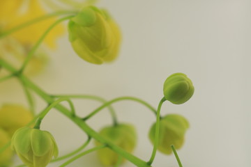 Fototapeta na wymiar yellow flower on white background