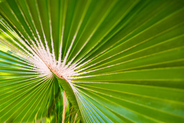 Obraz premium Close up of green palm leaf. Abstract nature background.