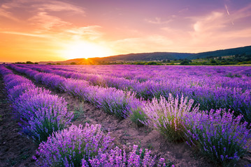 Naklejka na ściany i meble Blooming lavender field under the red colors of the summer sunset