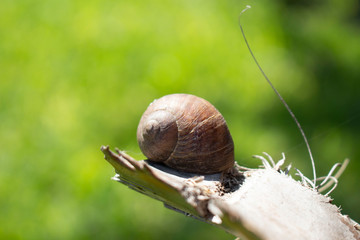 Caracol dentro de su caparazón