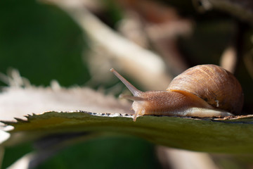 Caracol