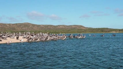Flock of Brown Pelicans on the Beach, California Coastline, Guadalupe Dunes National Wildlife Reserve