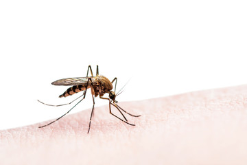 Encephalitis, Yellow Fever, Mayaro, Malaria Disease or Zika Virus Infected Culex Mosquito Parasite Insect Isolated on White Background