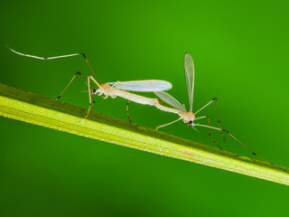 Mosquitoes Parasite Insects Mating on Green Grass