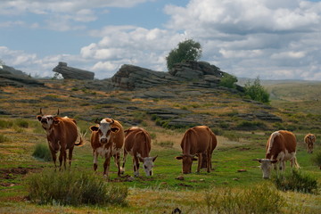 Fototapeta na wymiar Eastern Kazakhstan. Peacefully grazing cows in Bayanaul national natural Park.