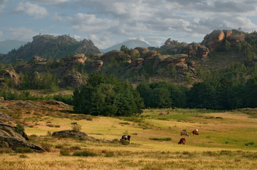 Eastern Kazakhstan. Peacefully grazing cows in Bayanaul national natural Park.