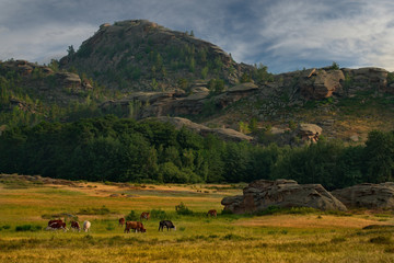 Fototapeta na wymiar Eastern Kazakhstan. Peacefully grazing cows in Bayanaul national natural Park.
