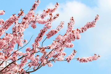 Naklejki  Kwitnąca gałąź wiśniowego drzewa