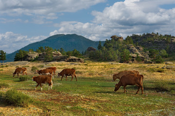 Fototapeta na wymiar Eastern Kazakhstan. Peacefully grazing cows in Bayanaul national natural Park.